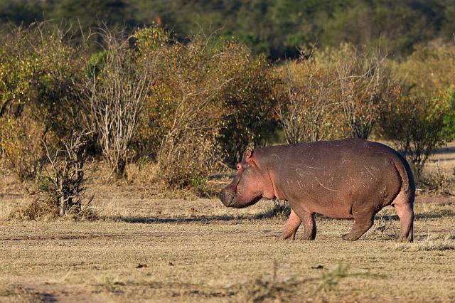 108 Tanzania, N-Serengeti, nijlpaard.jpg